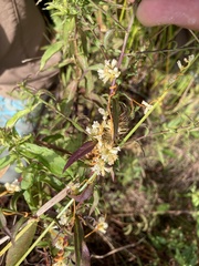 Cuscuta gronovii