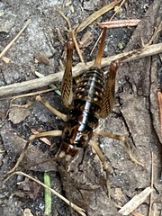 Eunemobius carolinus