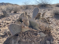 Opuntia basilaris basilaris