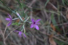 Chamaenerion angustifolium