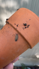 Porcellio spinicornis