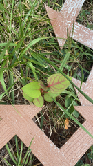 Persicaria chinensis