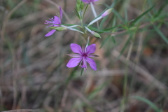 Chamaenerion angustifolium