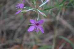 Chamaenerion angustifolium