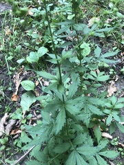 Agrimonia pilosa