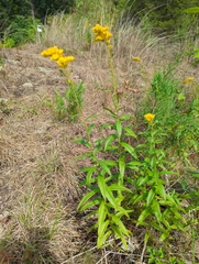 Solidago odora