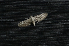 Eupithecia nanata