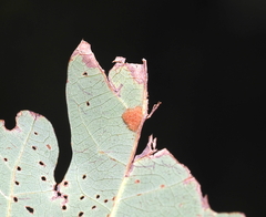 Neuroterus quercusverrucarum