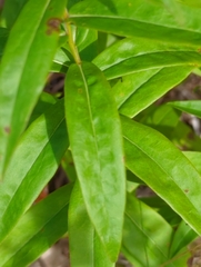 Solidago odora
