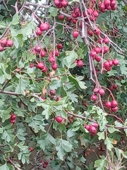 Crataegus monogyna