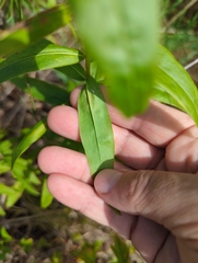 Solidago odora