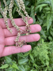 Melanopsichium pennsylvanicum