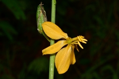 Echeandia flavescens
