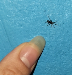 Zelotes