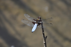 Libellula depressa