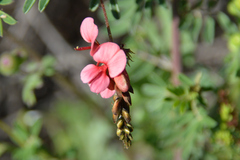 Indigofera punctata