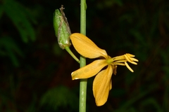 Echeandia flavescens