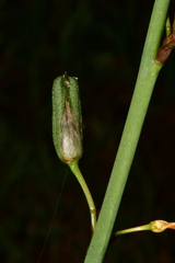 Echeandia flavescens