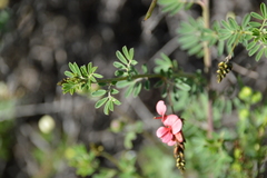 Indigofera punctata