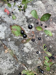 Aronia melanocarpa