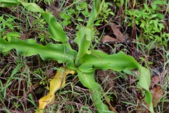 Echeandia flavescens