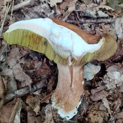 Boletus reticulatus