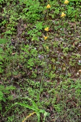 Echeandia flavescens