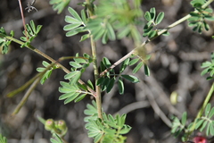 Indigofera punctata