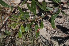 Euura californica