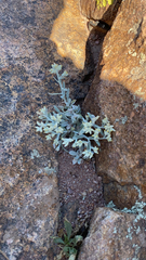 Pseudognaphalium microcephalum