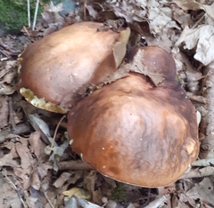 Boletus reticulatus