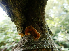 Phlebia radiata