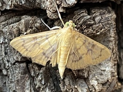 Psara
