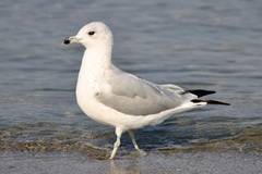 Larus californicus