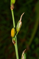 Echeandia flavescens