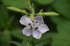 Saponaria officinalis