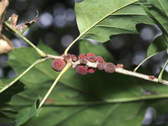 Kokkocynips imbricariae