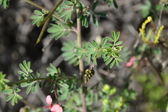 Indigofera punctata