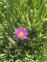 Carpobrotus