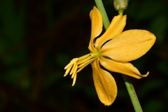 Echeandia flavescens
