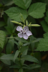 Saponaria officinalis