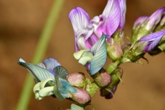 Astragalus guatemalensis