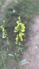 Melilotus officinalis