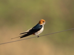 Cecropis abyssinica