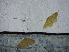 Lambdina fiscellaria