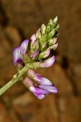 Astragalus guatemalensis