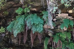Dryopteris arguta