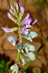 Astragalus guatemalensis