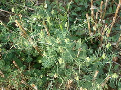 Vicia hirsuta