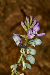 Astragalus guatemalensis